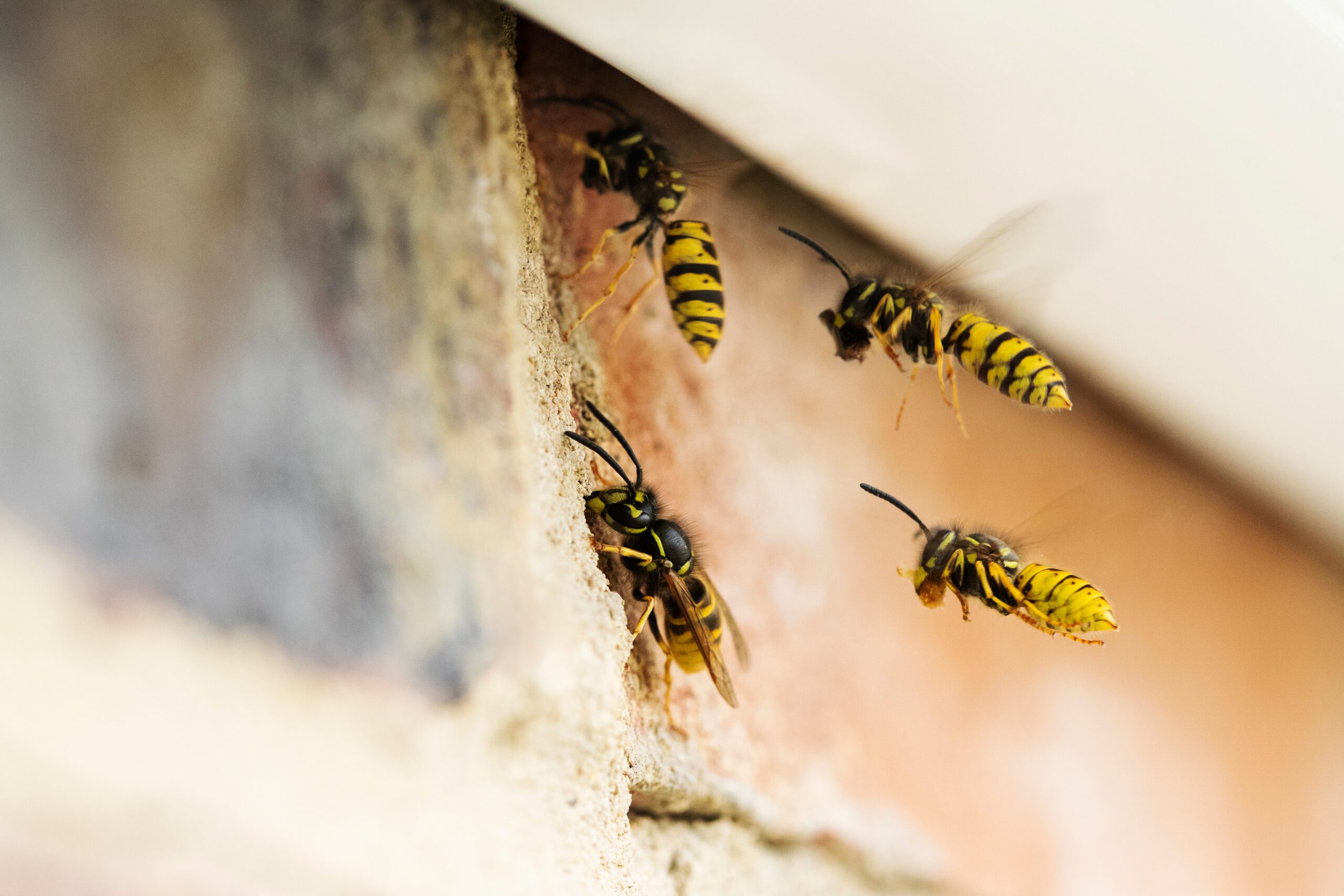wasps entering a home through a gap under the gutters and roof