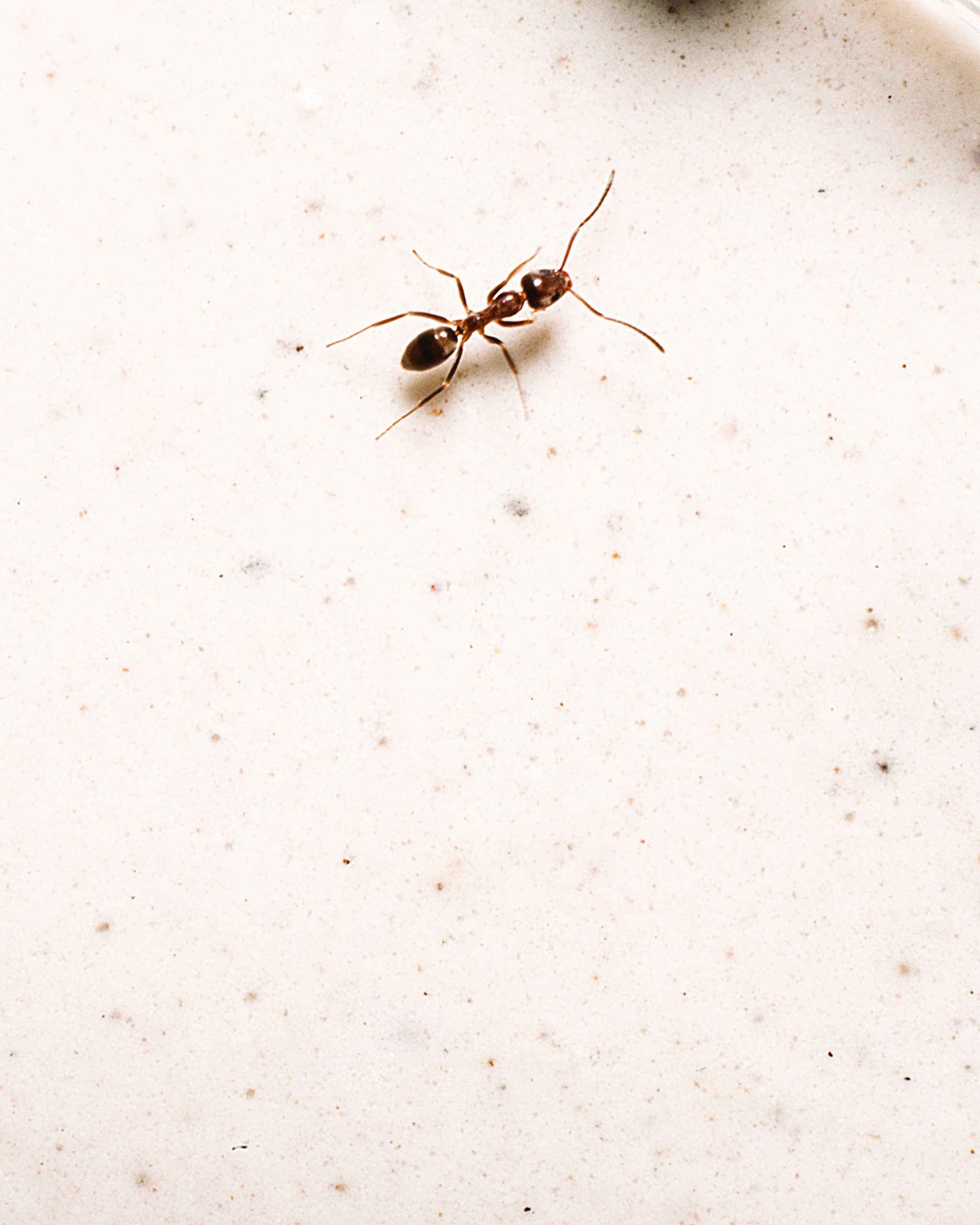 Get rid of Argentine ants alt
