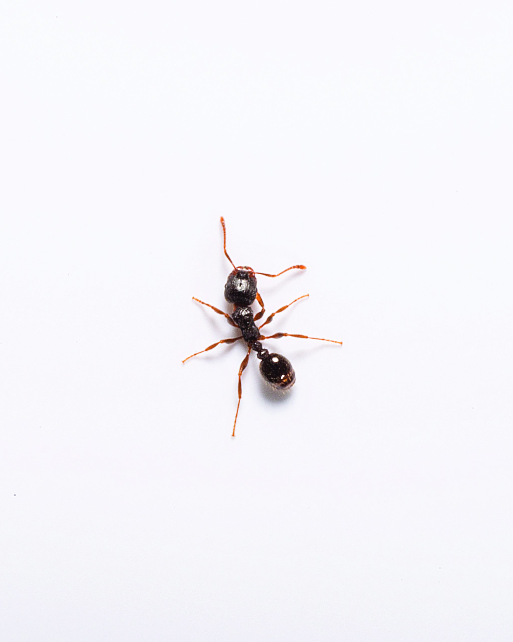 Getting rid of pavement ants can be difficult alt