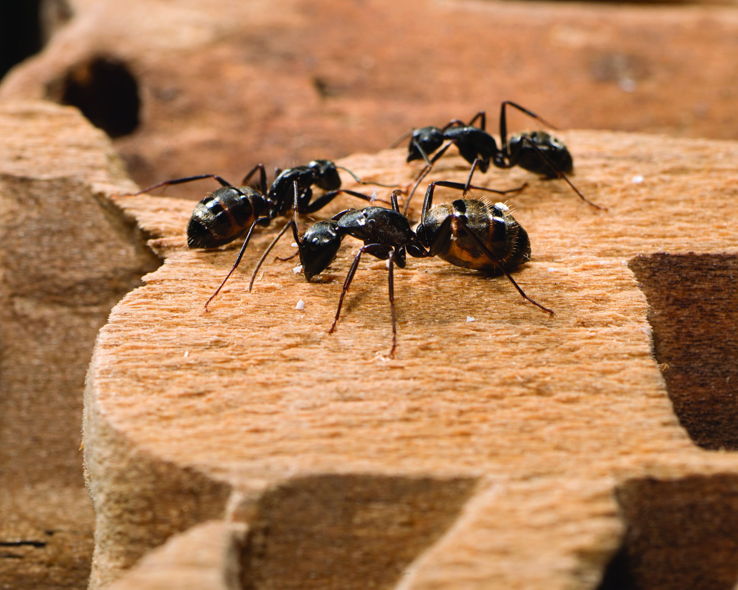 carpenter ant in winter alt