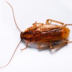 German-Cockroach