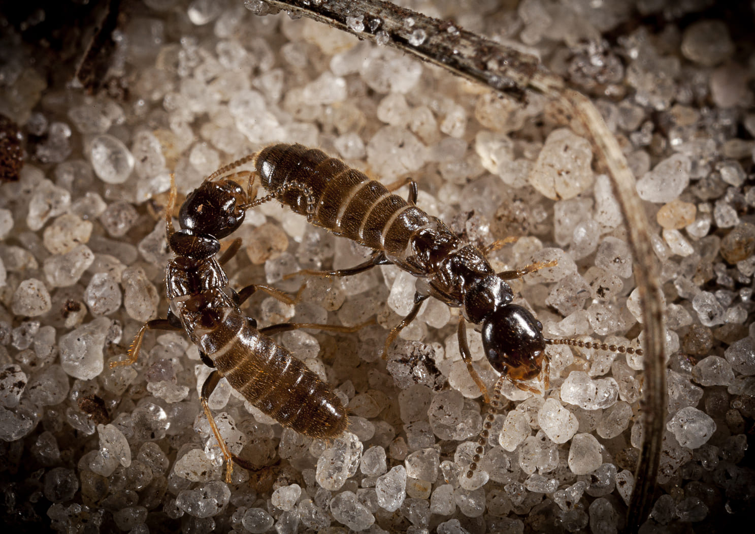 Are Termites Actives
