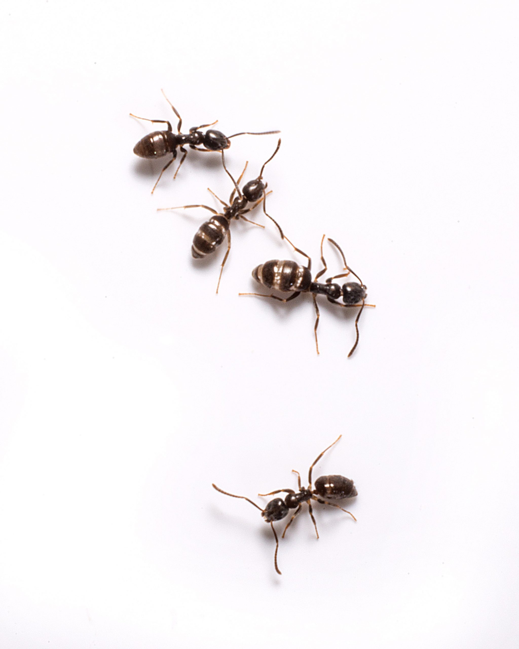 Get Rid Of Ants alt