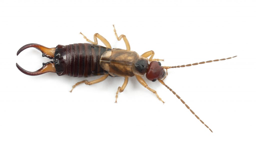 Are earwigs harmful is a common question alt.