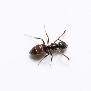 Fairfax-VA-house-ants alt