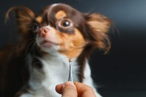Identifying Brown Dog Ticks