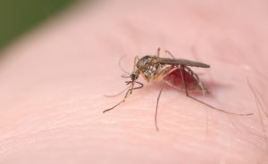 West Nile Detected in Maryland alt