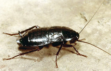 Oriental cockroach or oriental roach is sometimes called a Palmetto bug alt