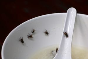 Restaurant Pest Control