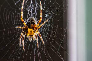 Spiders in Virginia alt