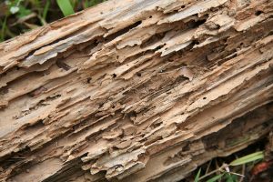 Wood damaged by termites