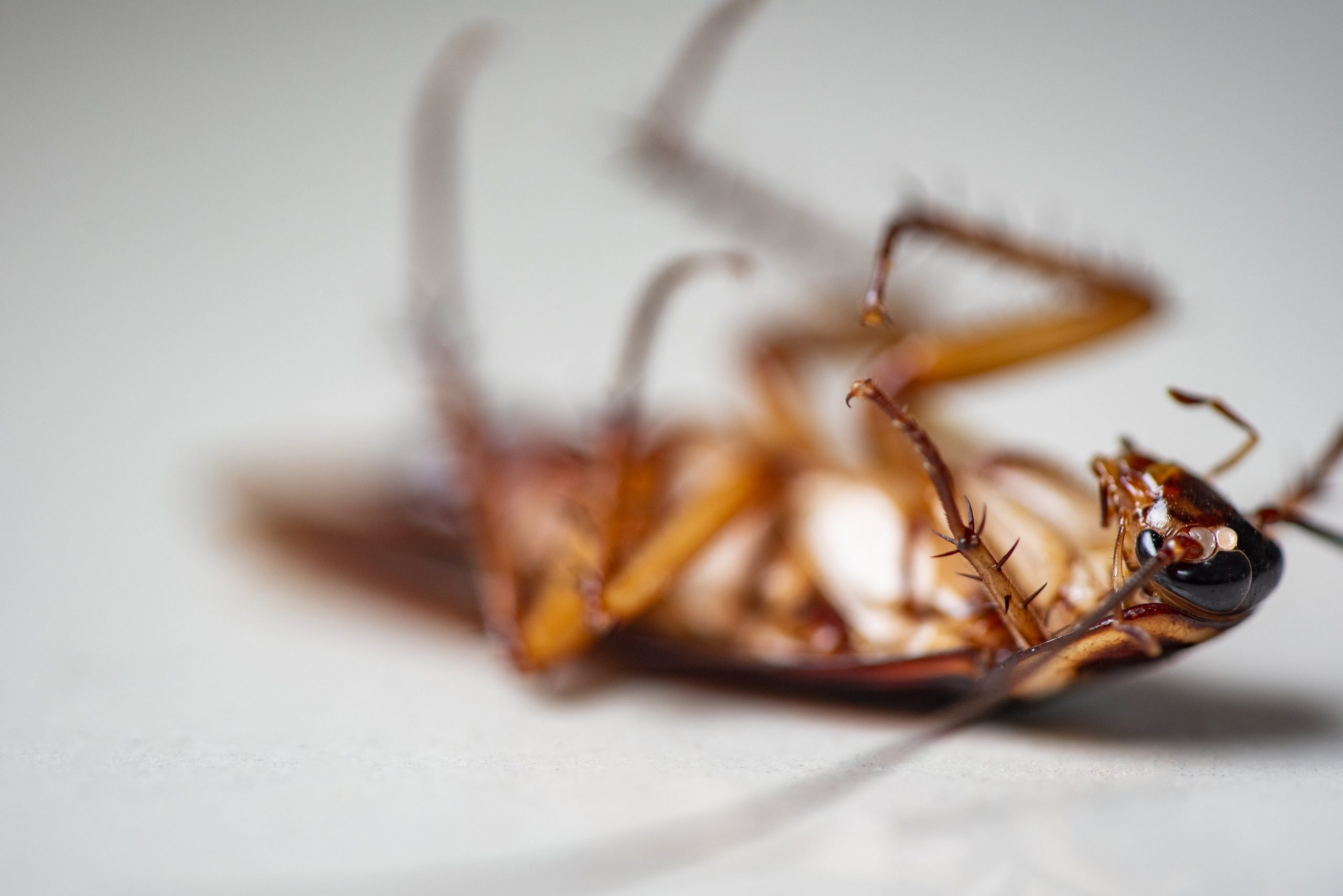 Are cockroaches dangerous? alt