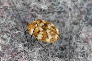 Carpet Beetle