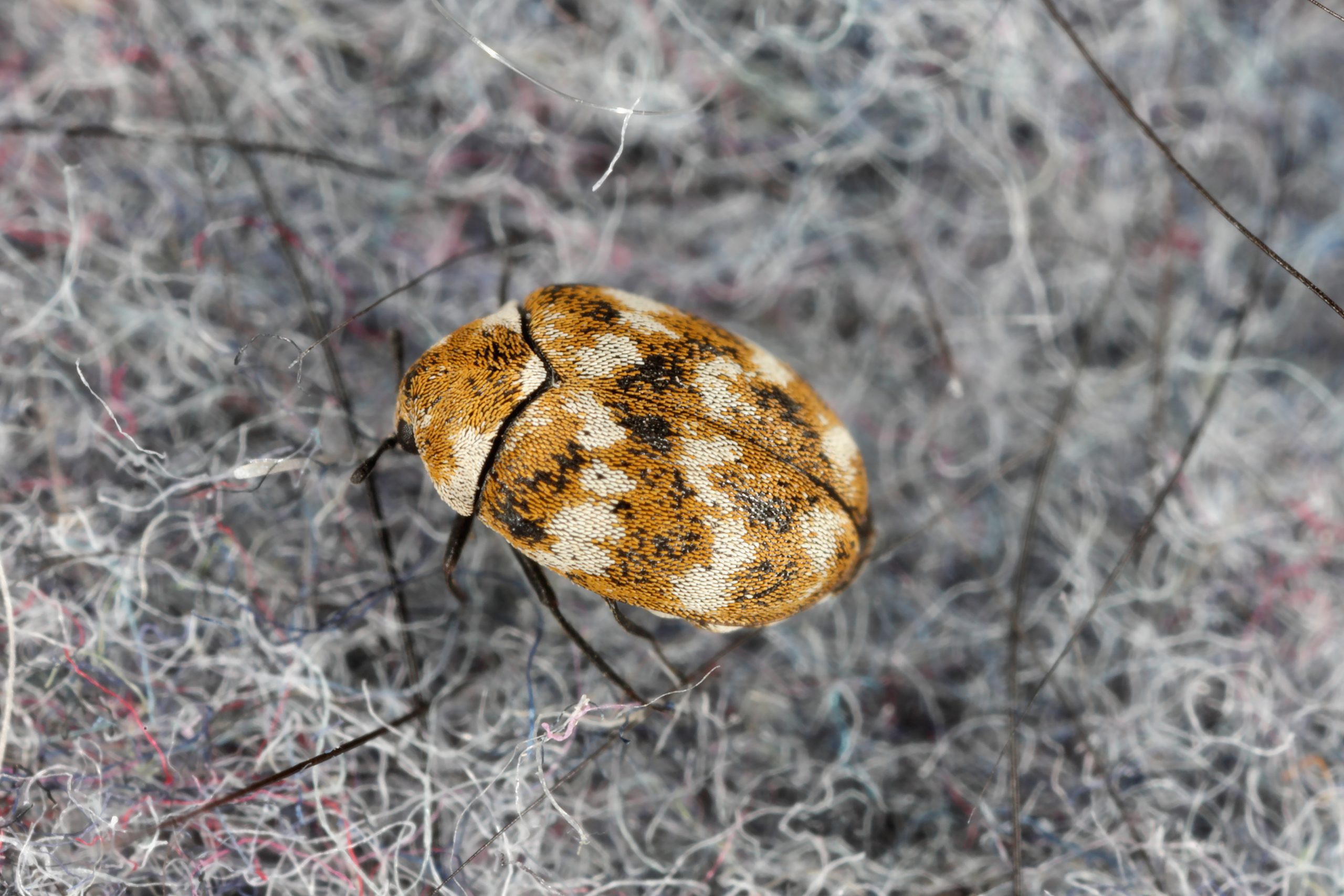 Carpet beetle in rug alt