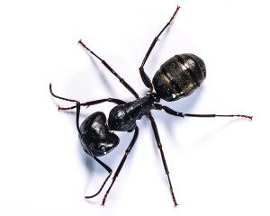 fairfax-Va-carpenter-ants