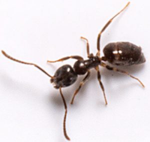 Ant Control Tips alt