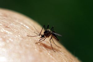 Mosquitos on human skin