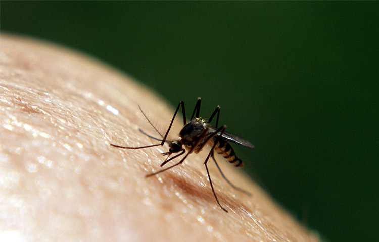 A mosquito feeding on skin