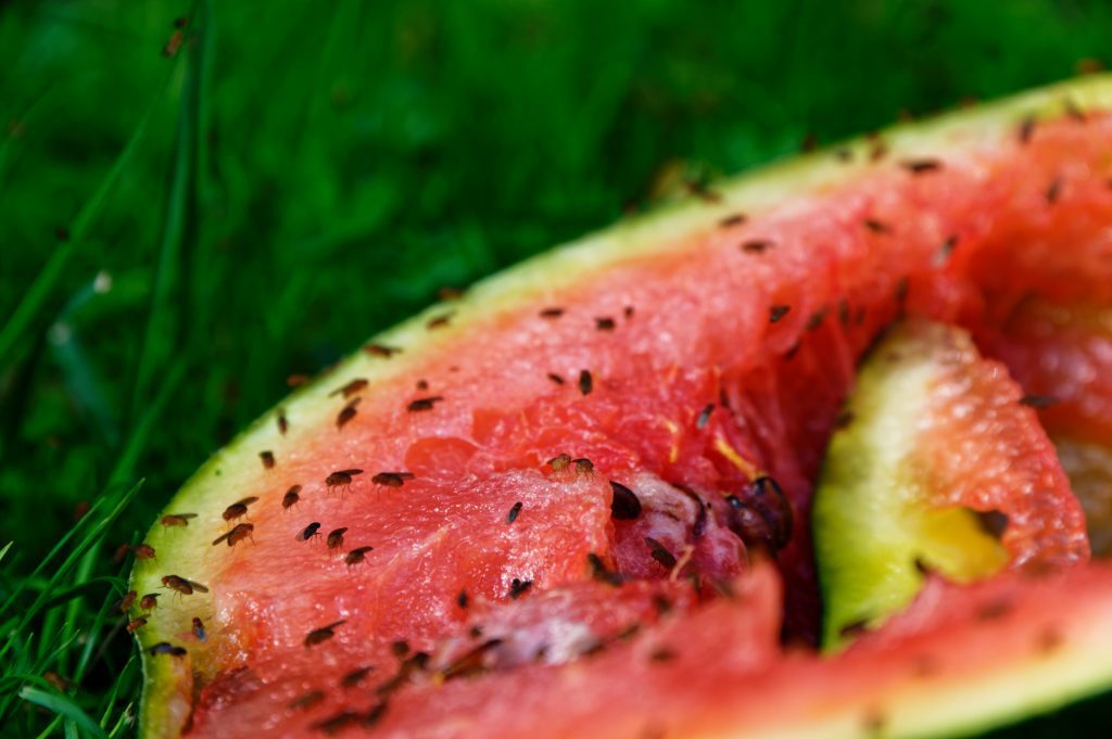 Fruit flies on watermelon