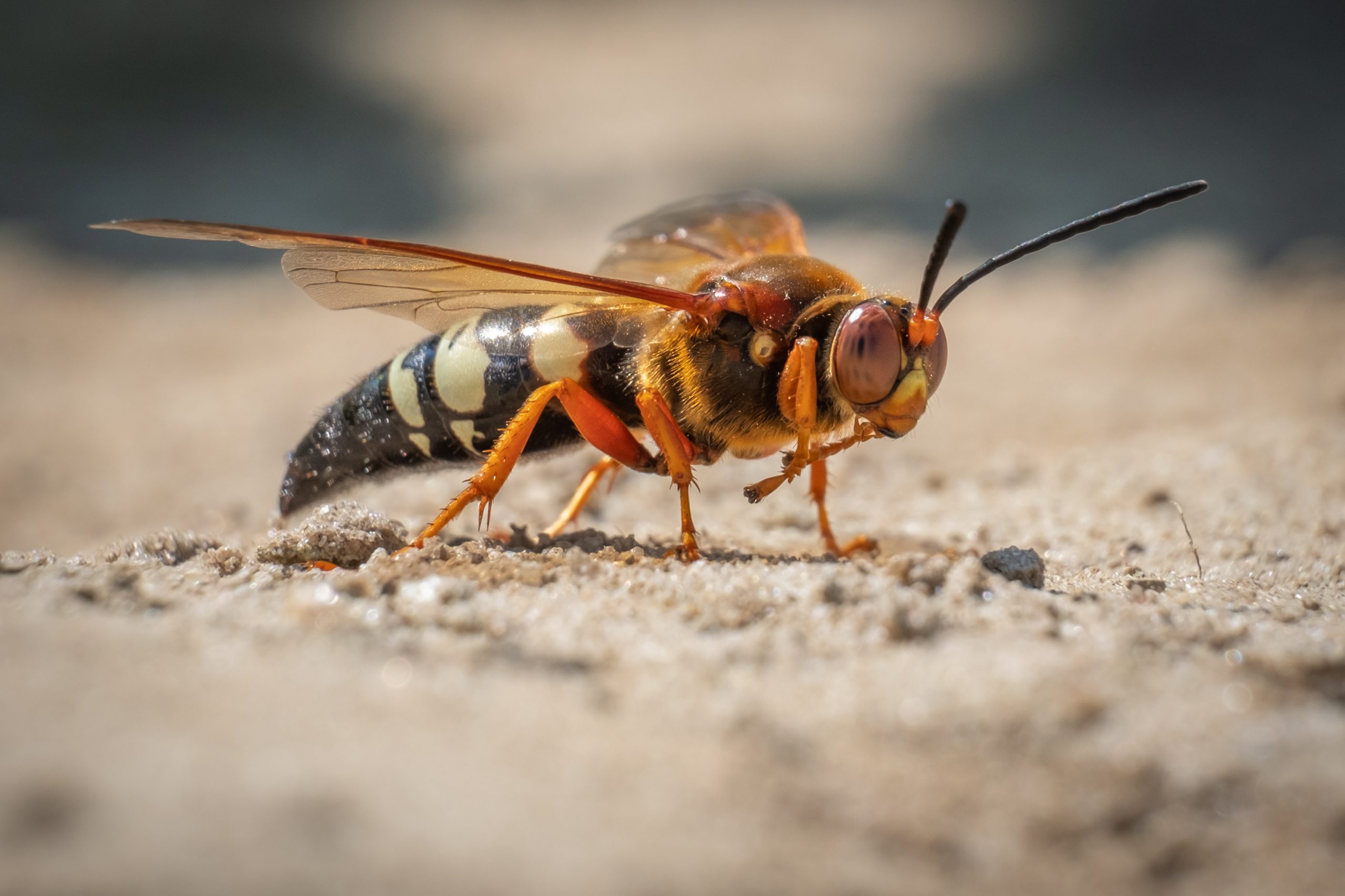 pest-guide-cicada-killer