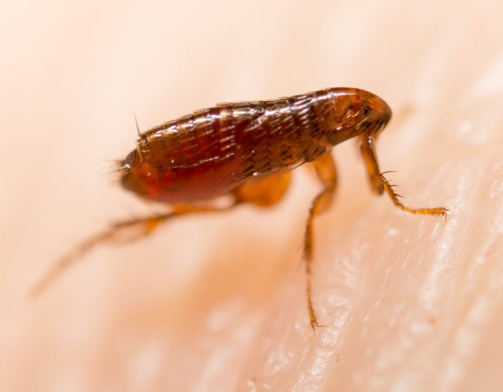 How to eliminate fleas