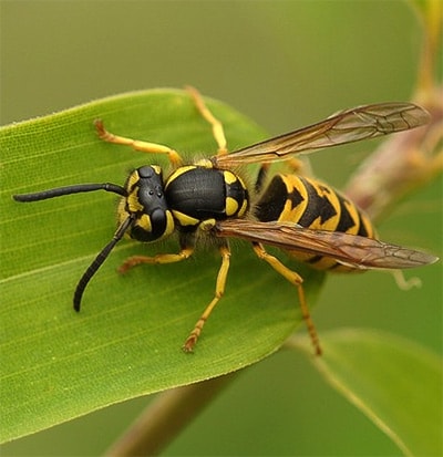 pest-guide-yellow-jackets