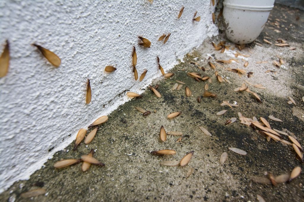Termites with wings