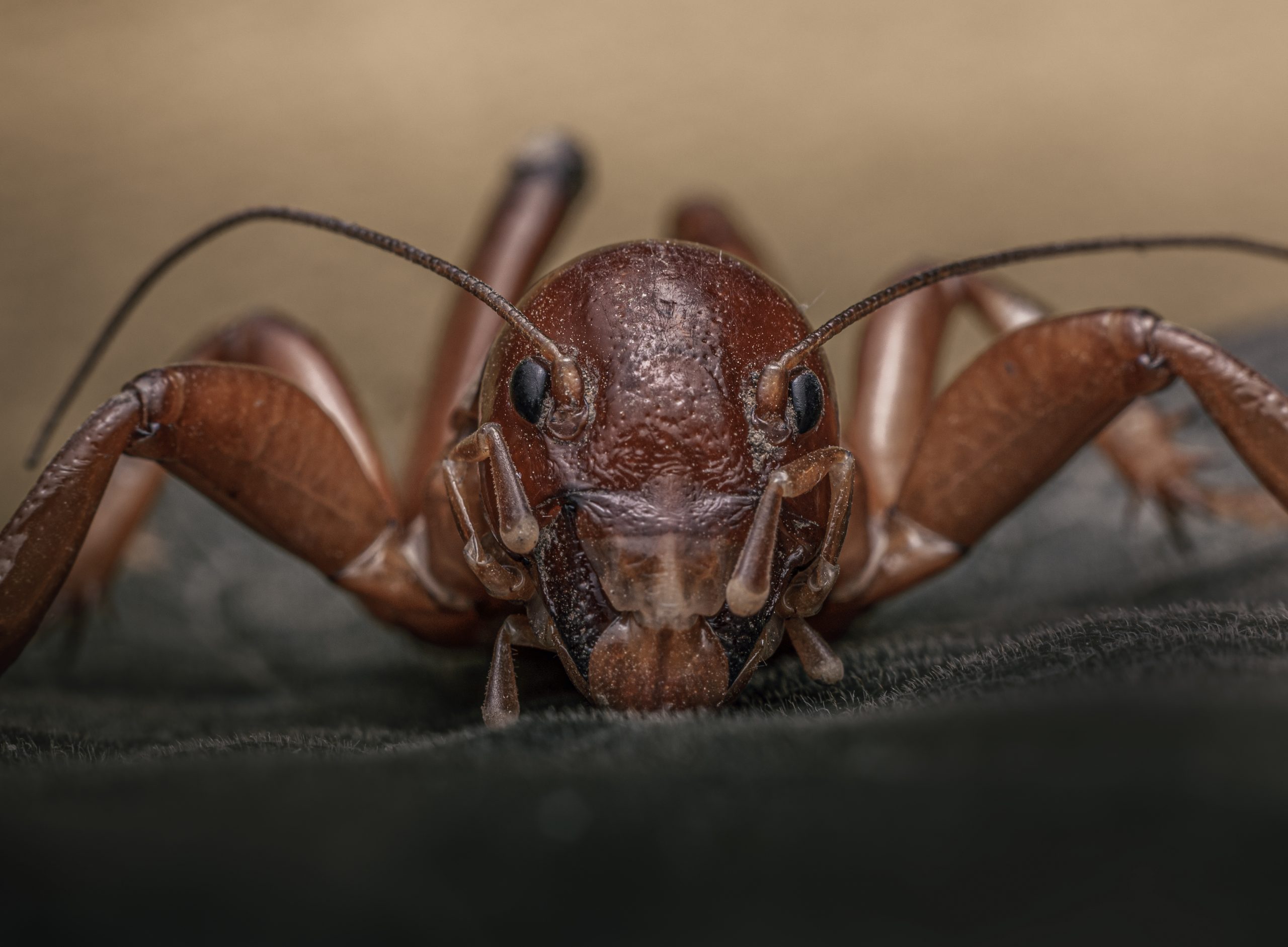 Crickets can be scary looking