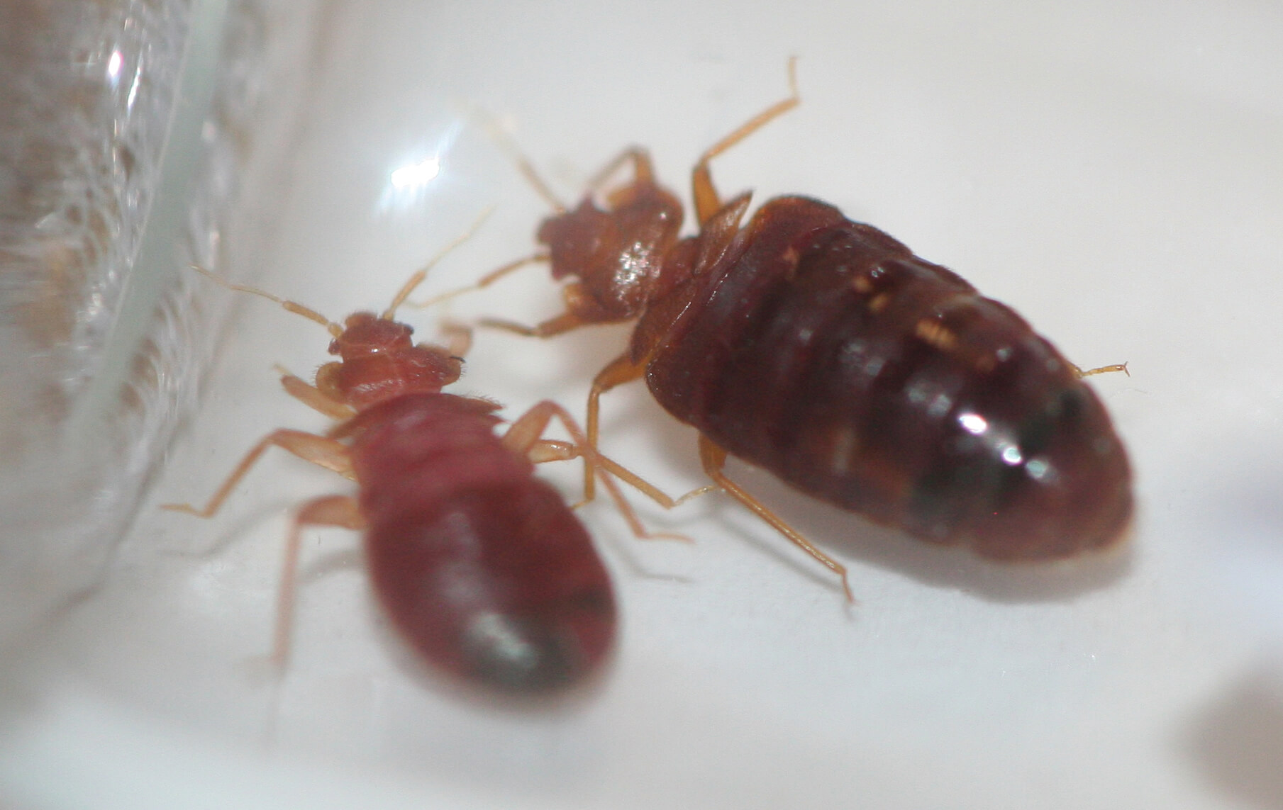 pest-guide-bed-bugs