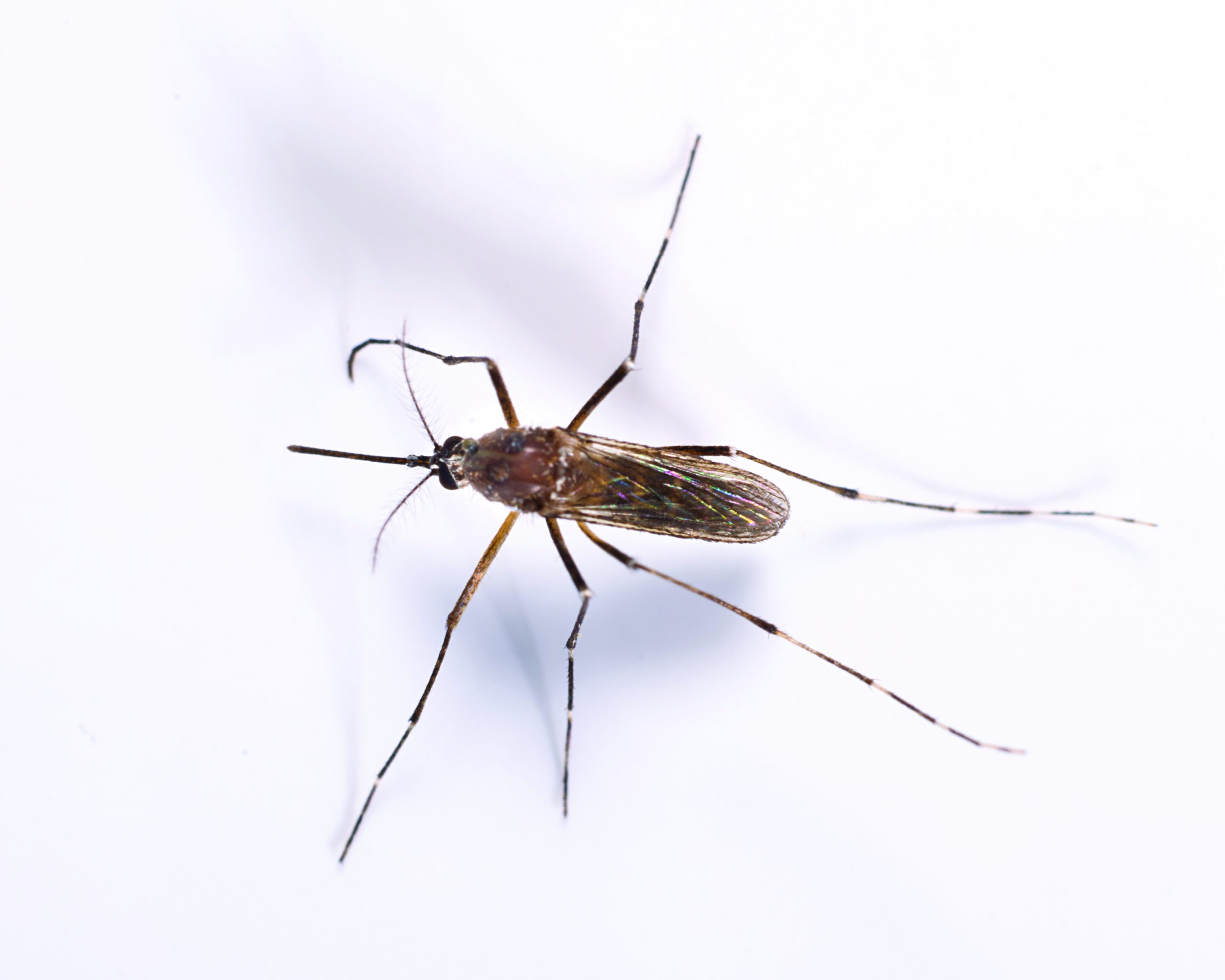 pest-guide-mosquitoes
