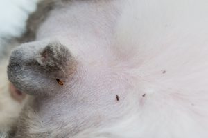Flea on pest body