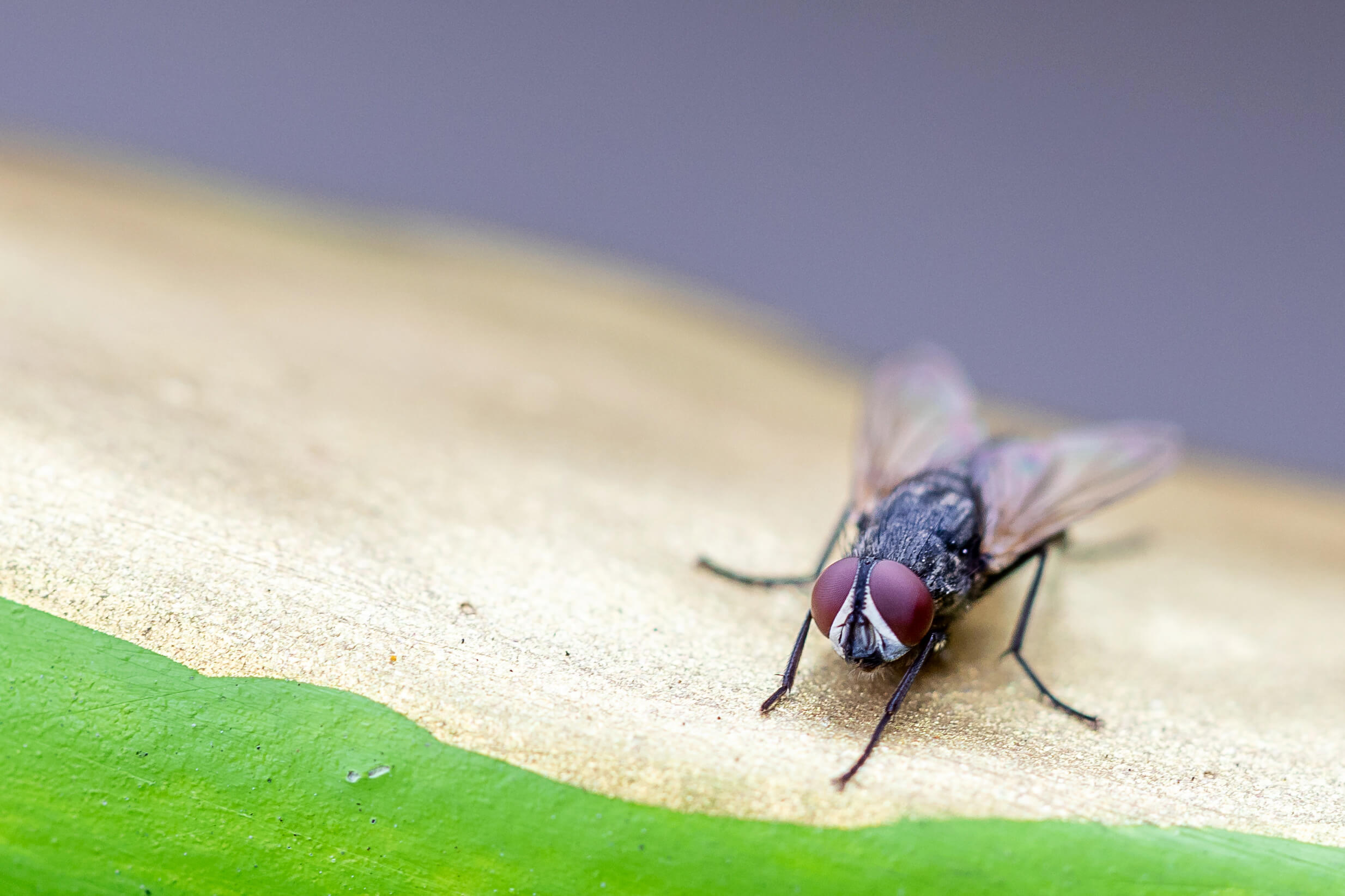 pest-guide-flies