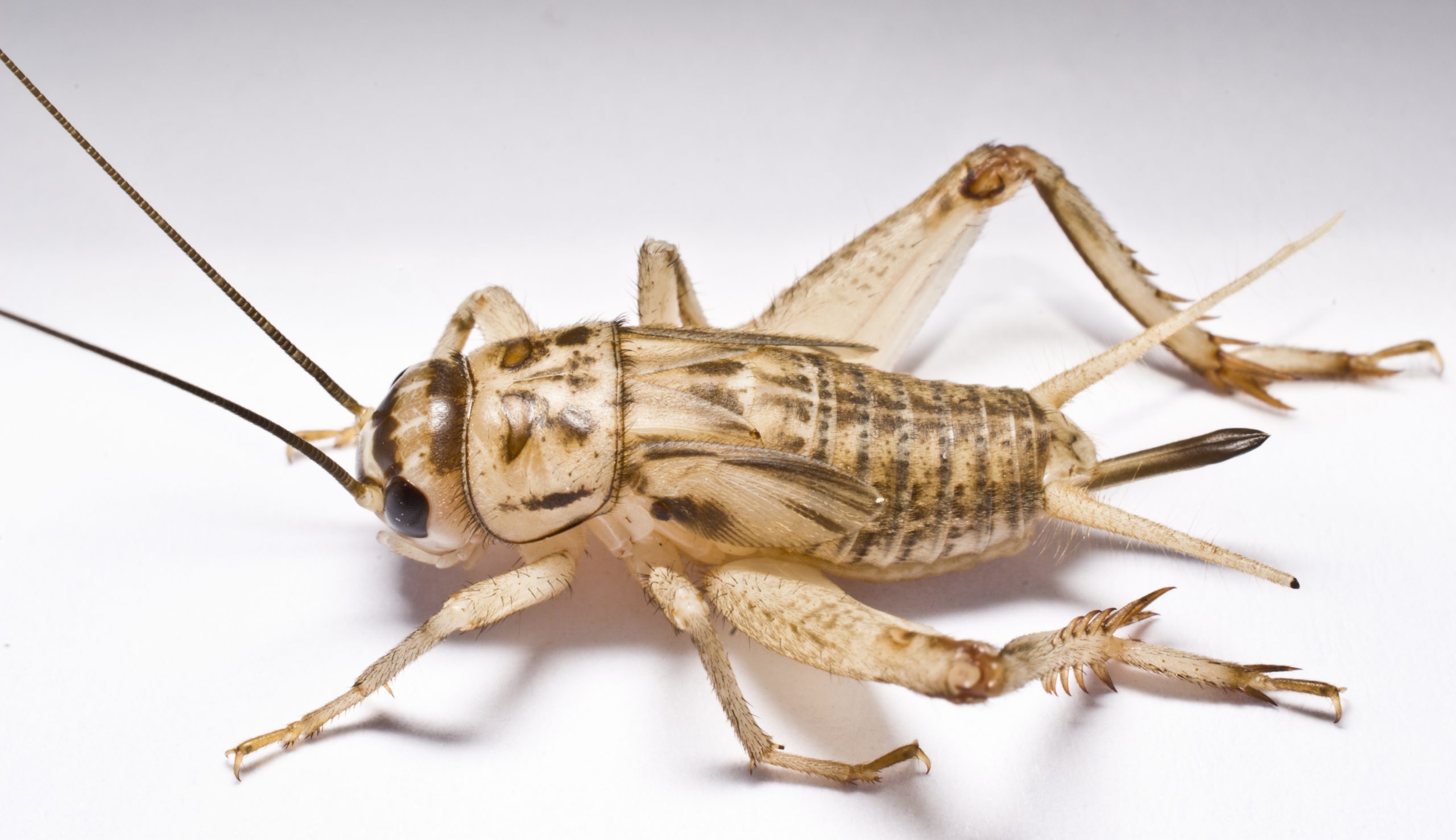 pest-guide-crickets