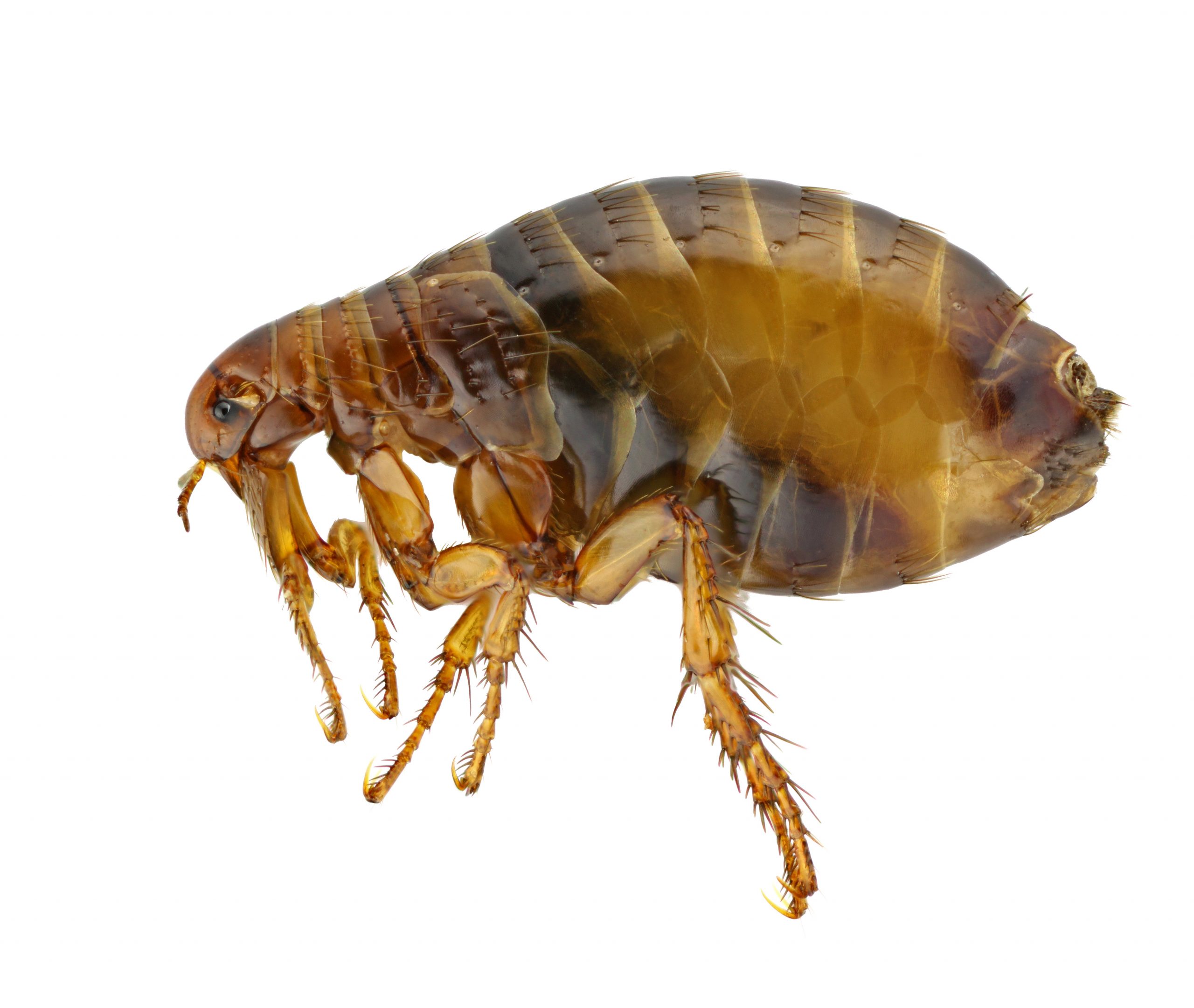 pest-guide-fleas
