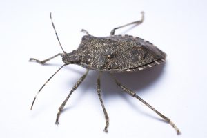 Stink bug from side