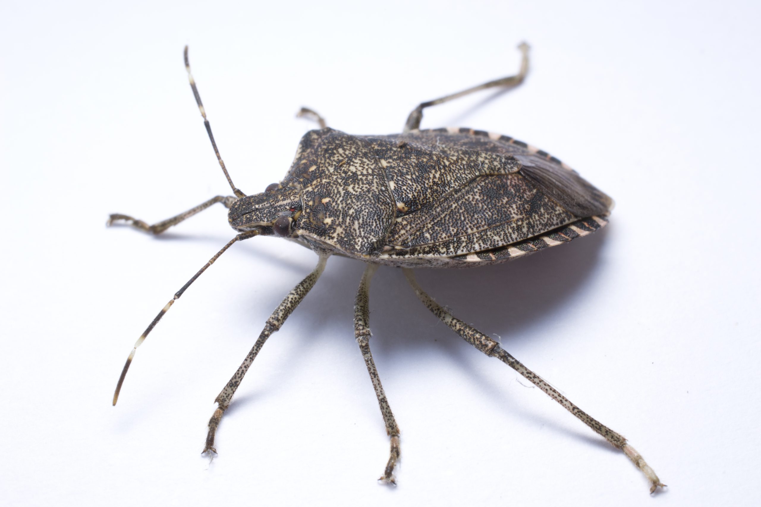 pest-guide-stink-bugs