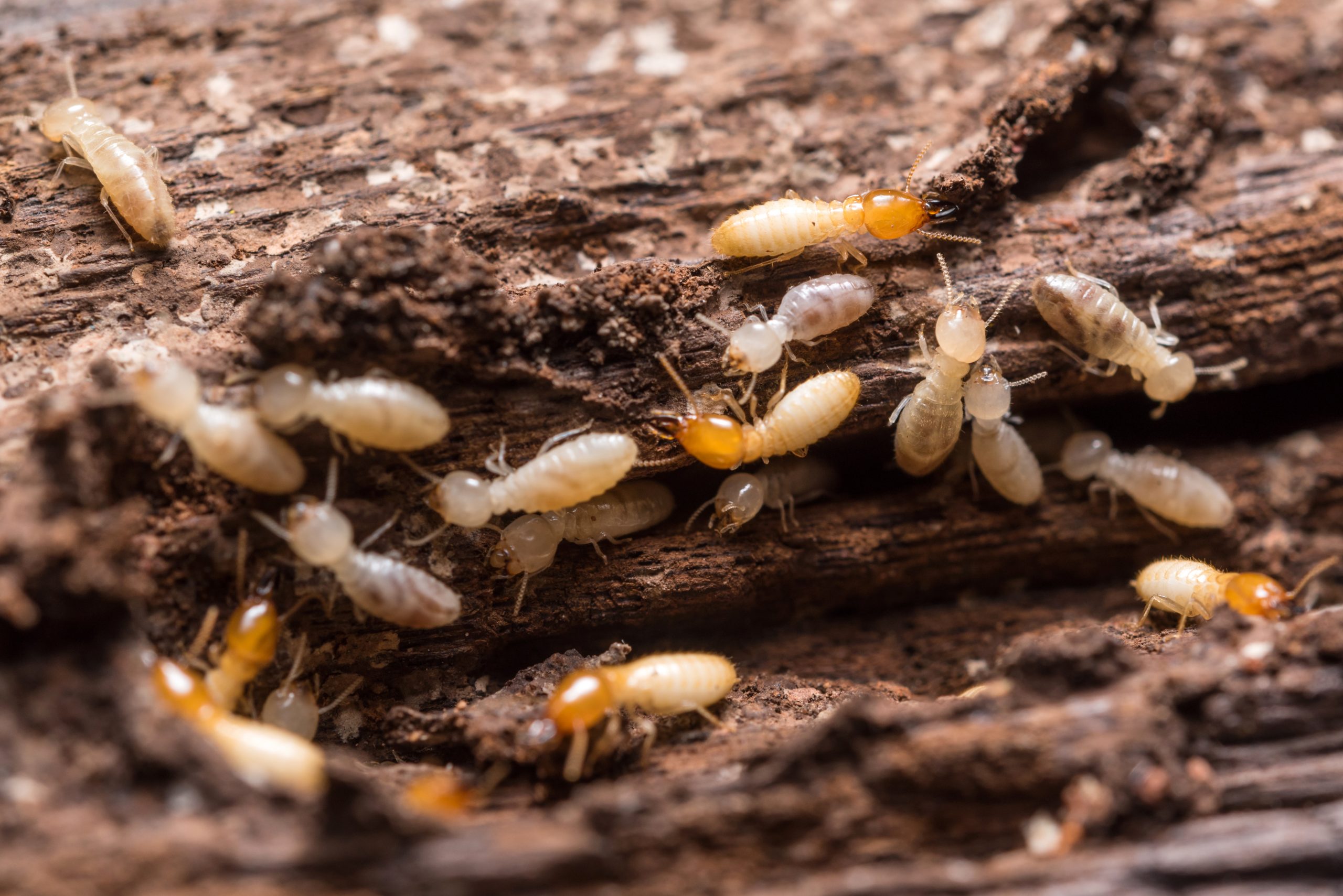 pest-guide-termites