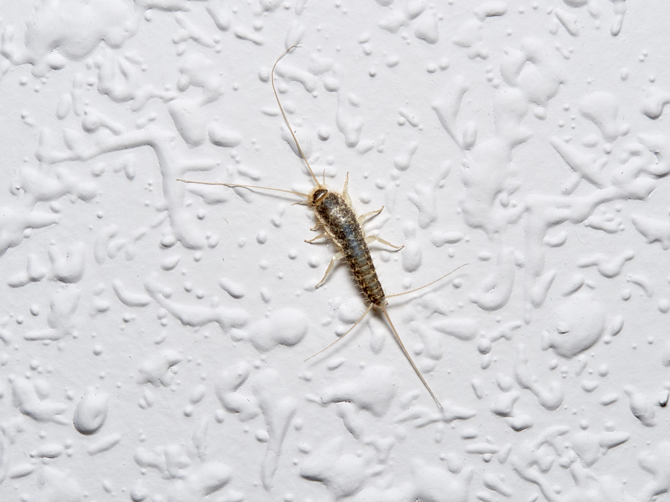 pest-guide-silverfish