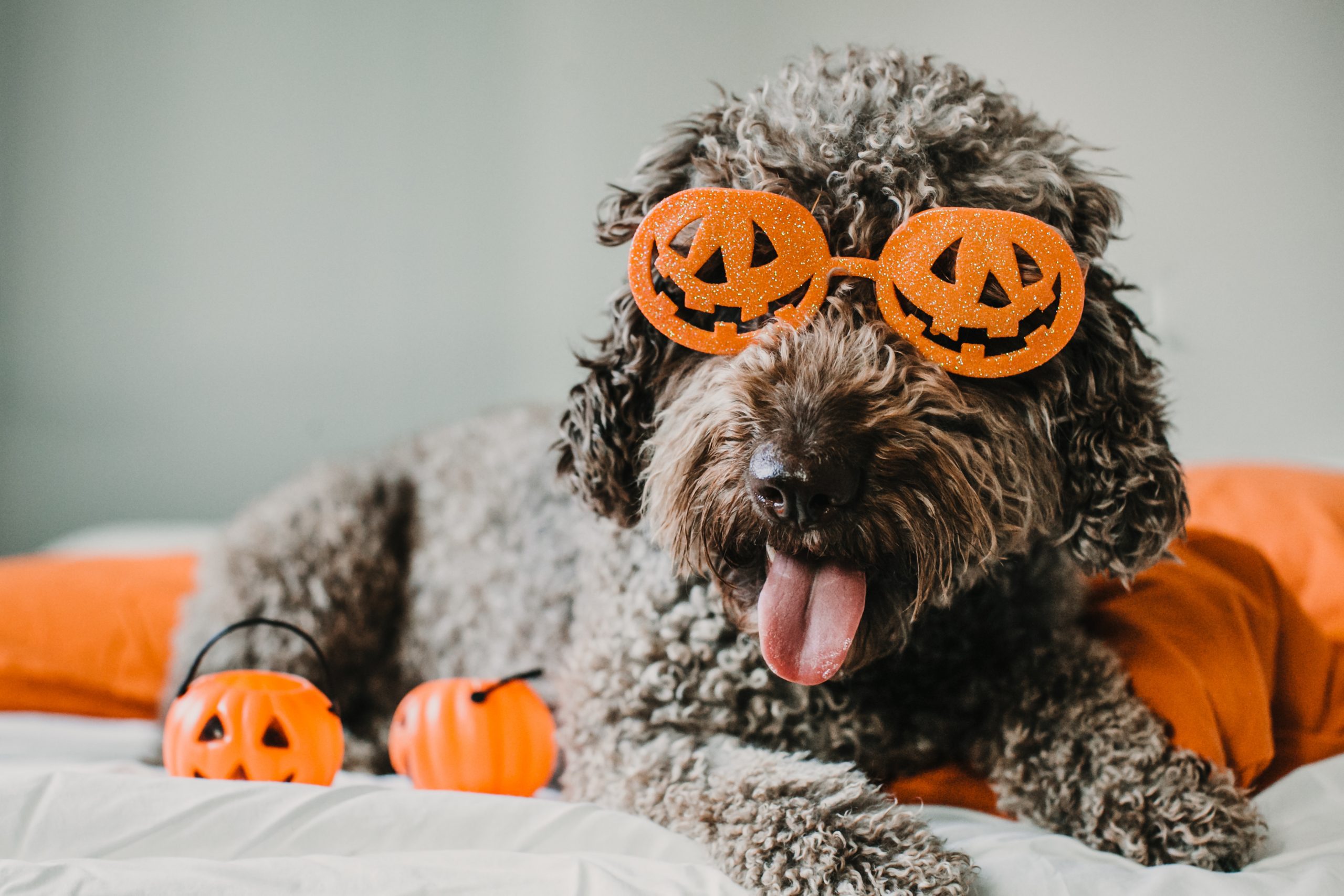 Dog in halloween costume