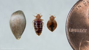 bed bug size