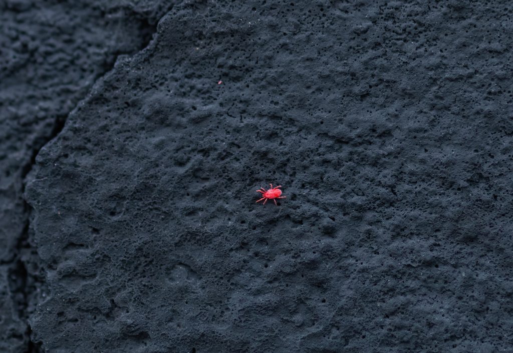 little red bug on a wall