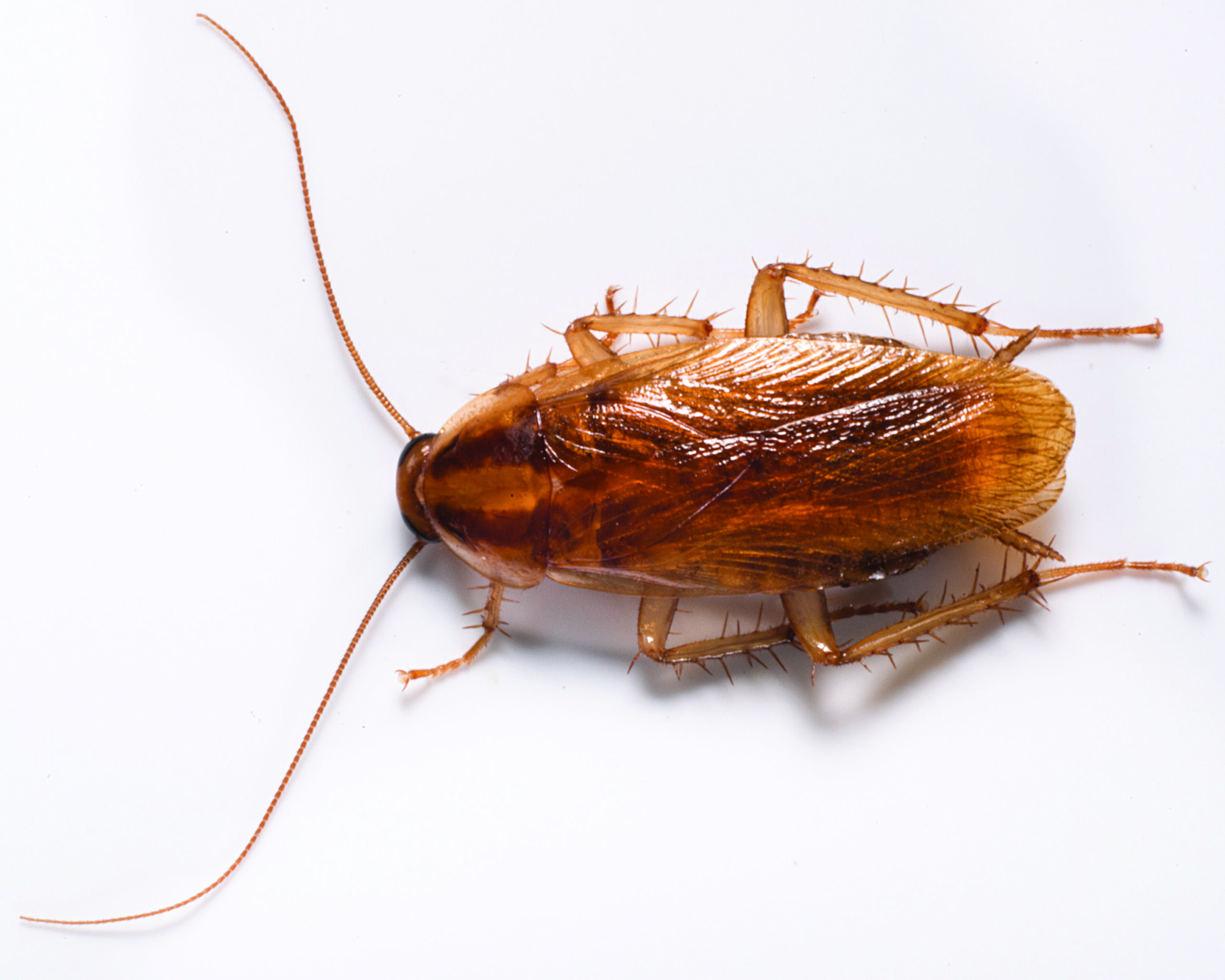 german cockroach