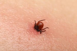 Encephalitis tick Ticks on human skin. Ixodes ricinus can transmit both bacterial and viral pathogens such as the causative agents of Lyme disease and tick-borne encephalitis.