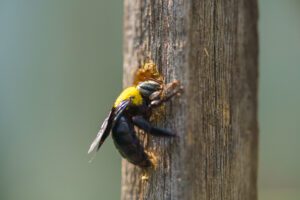 Carpenter bee drilling holes in wood