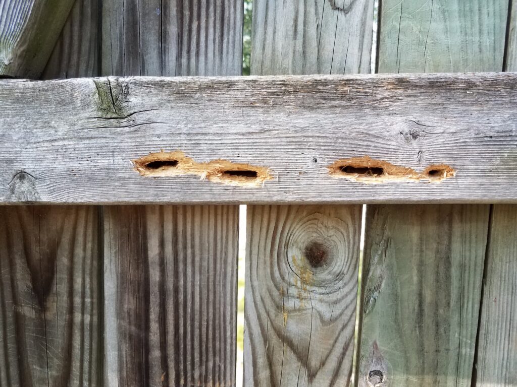 Carpenter bee damage