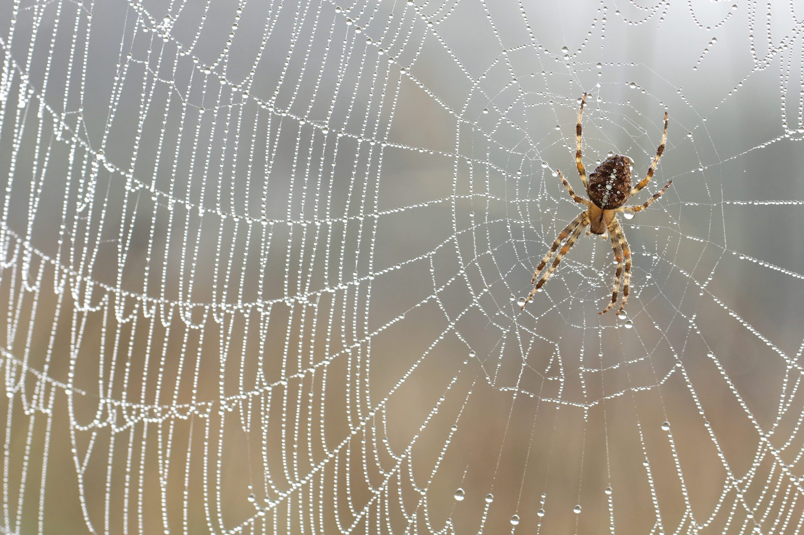 spider in spider web