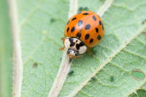 Asian ladybug beetle