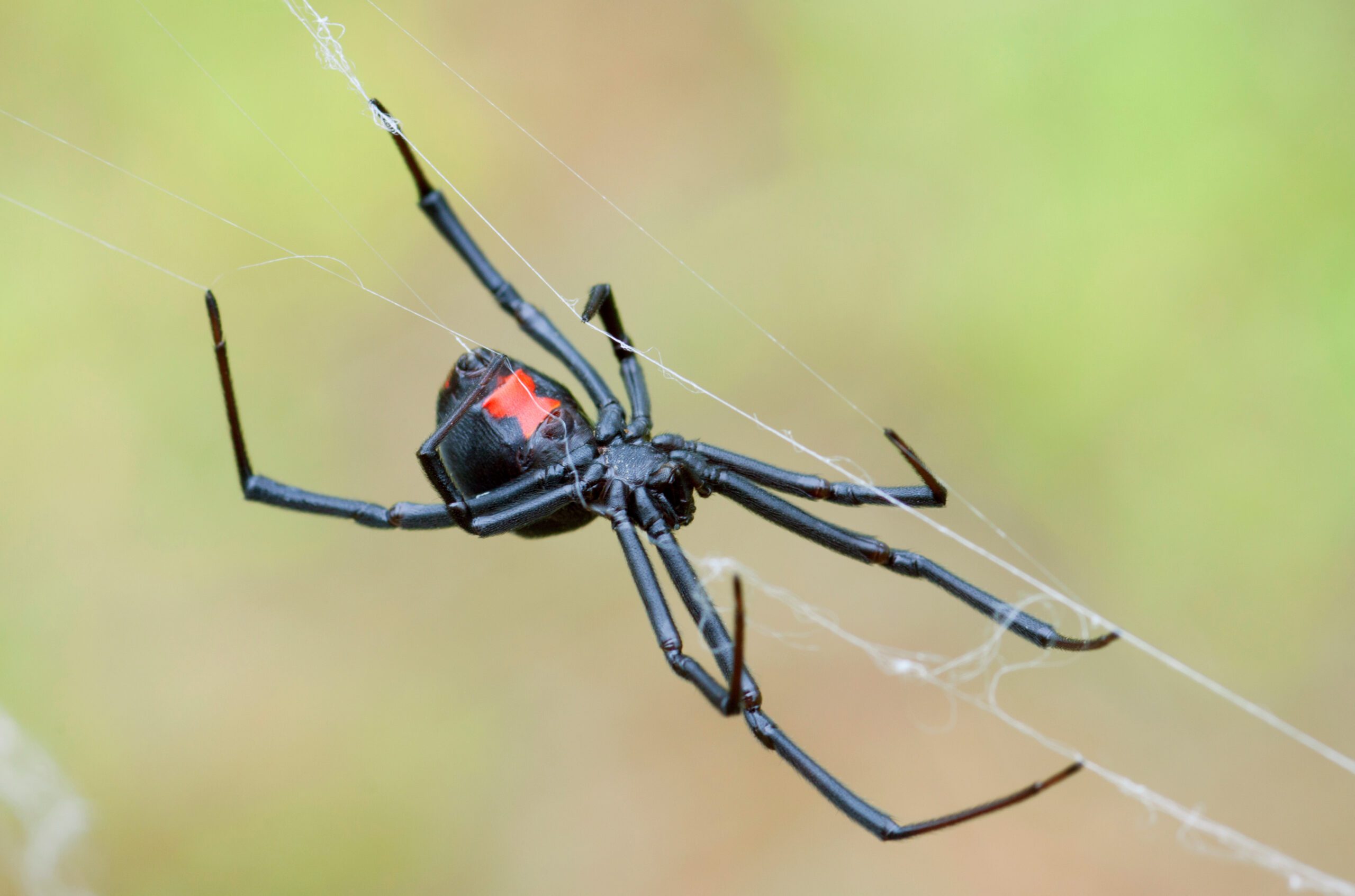 Female Black Widow Weaving Her Web