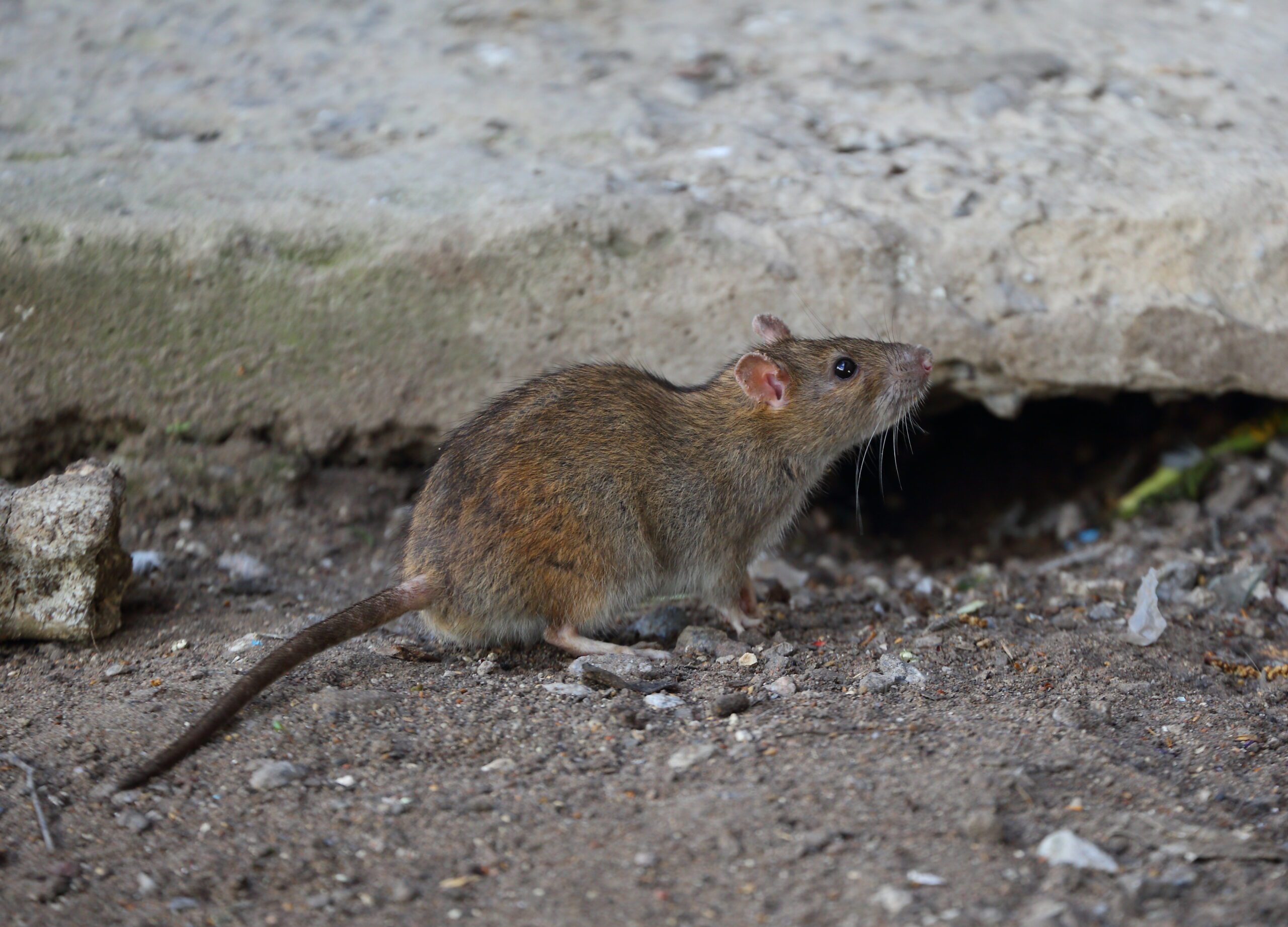 rat near burrow