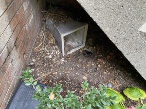 Rat burrows in Washington, D.C.